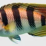 fish.webp
